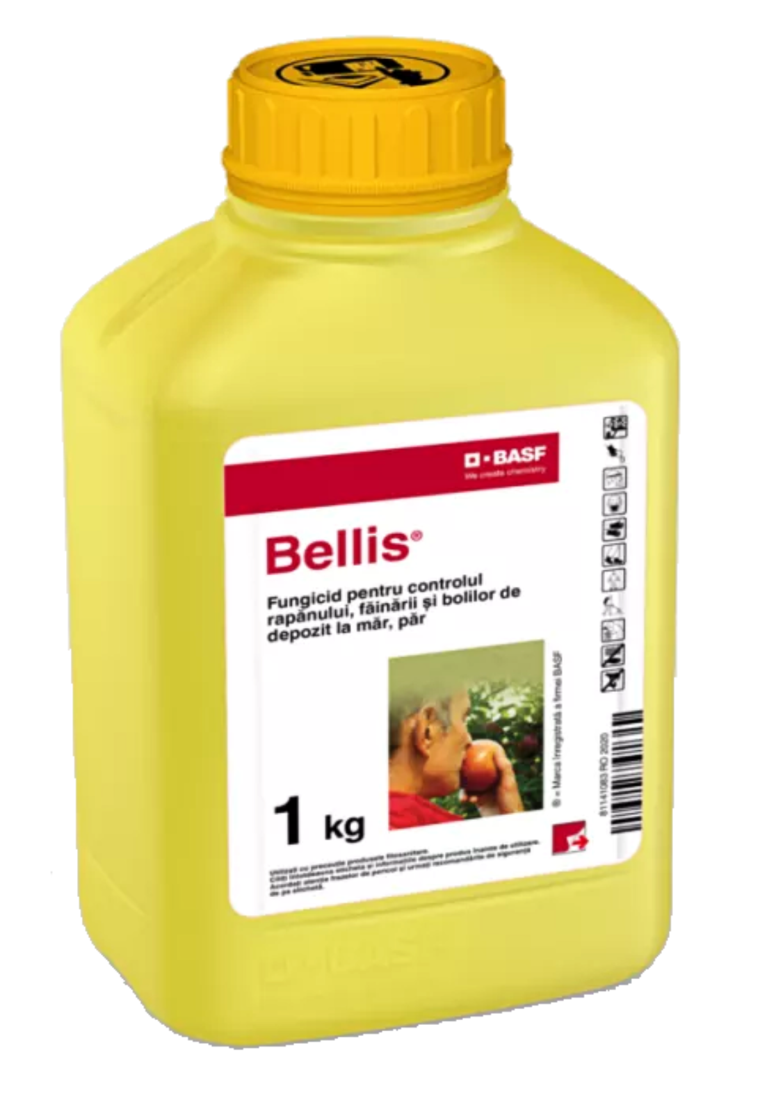 Bellis