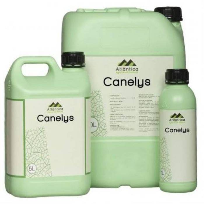Canelis