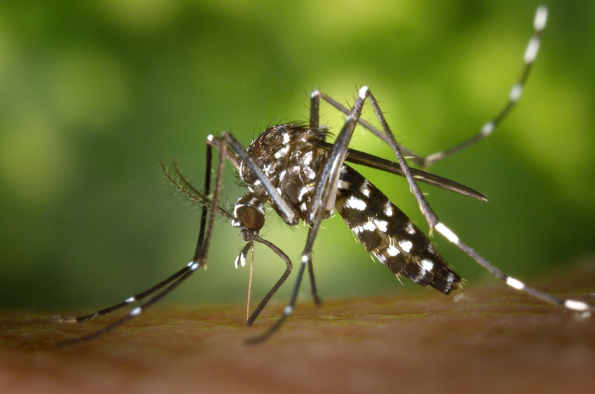 Insecticid