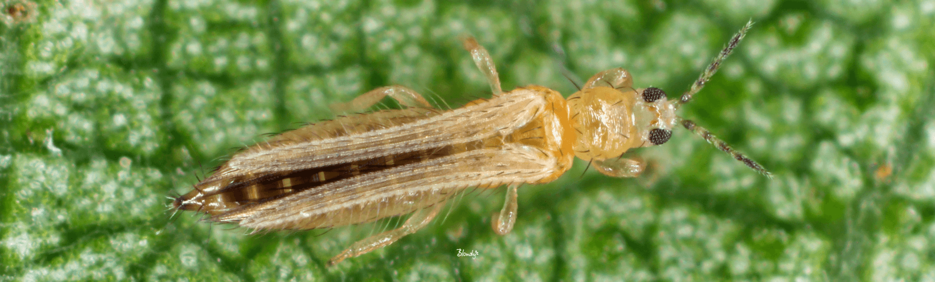 Insecticide