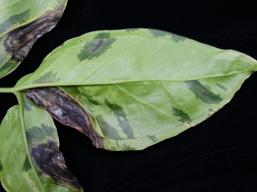 Fungicide
