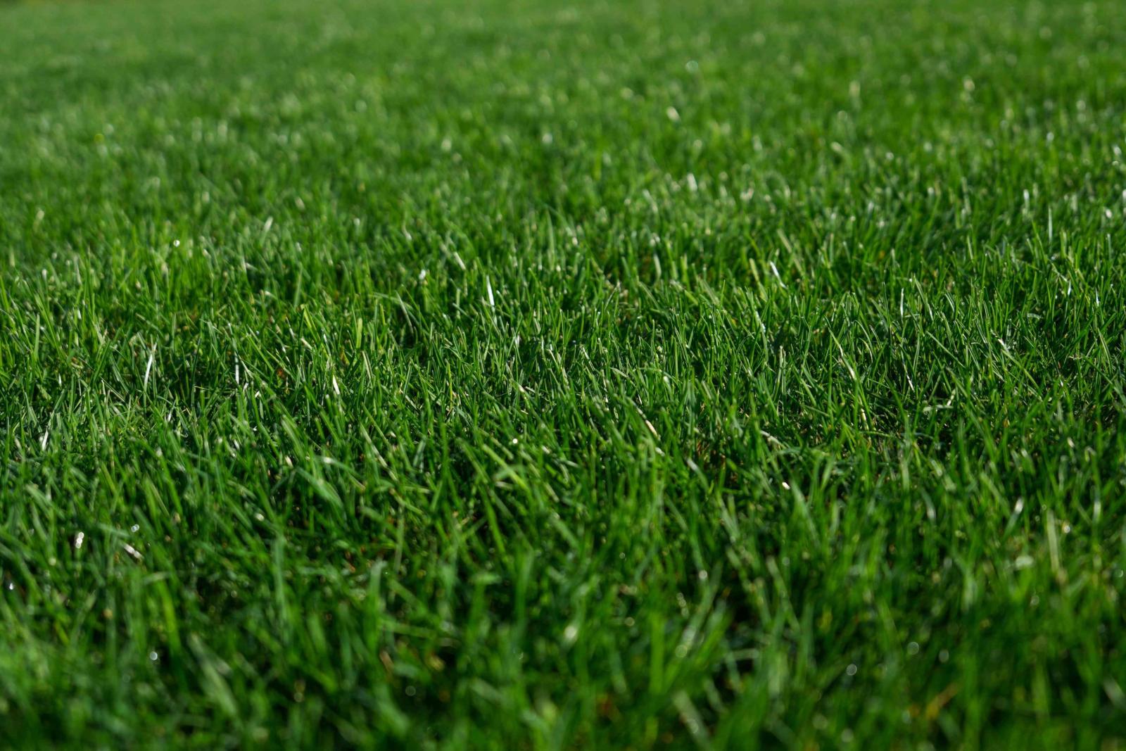 Seminte de gazon Barenbrug RPR Sport - imagine 3