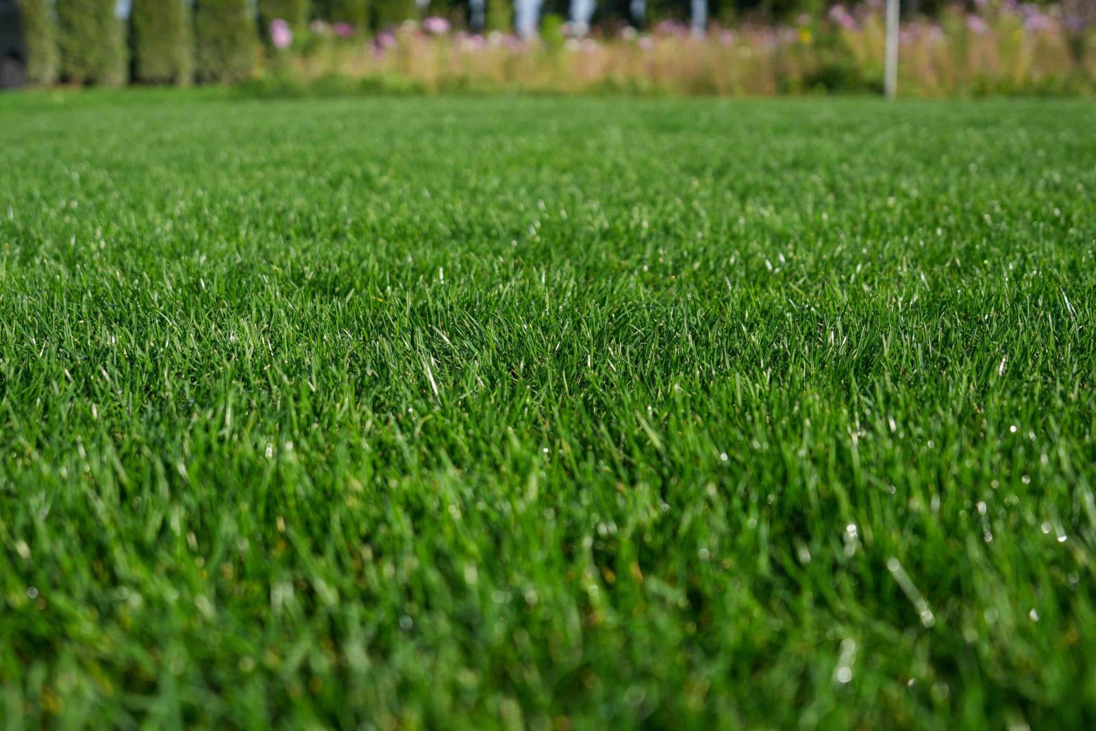 Seminte de gazon Barenbrug RPR Sport - imagine 4