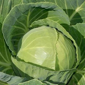 Seminte de varza Mirror Syngenta