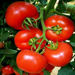 Seminte de tomate Primadonna F1