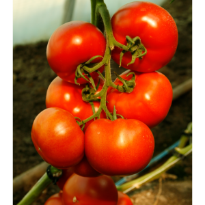 Seminte de tomate Attiya F1 RZ