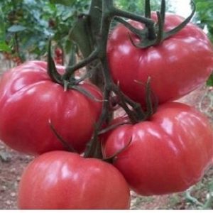 Seminte de tomate Pink Wonder F1 - Grainez Voltz