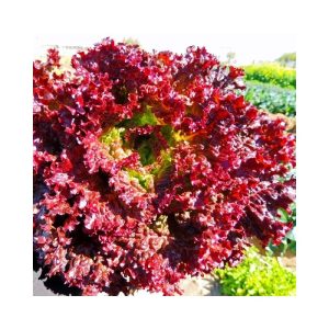 Seminte de salata Lollo Rosa PPZ