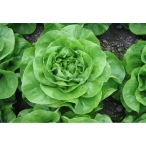 Seminte de salata Aletta RZ