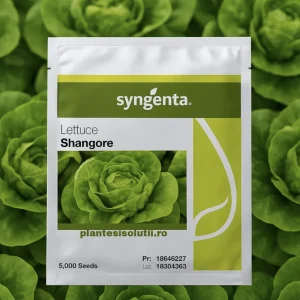 Seminte de salata Shangore Syngenta