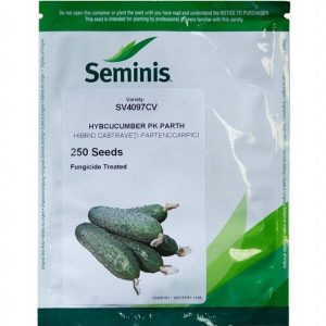 Seminte de castraveti SV4097CV Seminis