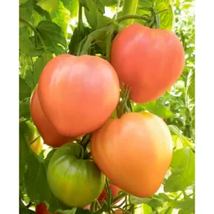 Seminte de tomate Audaz - Nun
