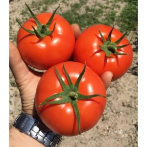 Seminte de tomate Dreamboll F1 - Nun
