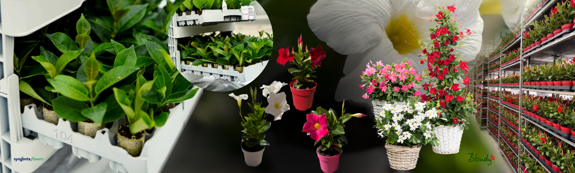 Planta Mandevilla inflorita in gradina Blondy Romania